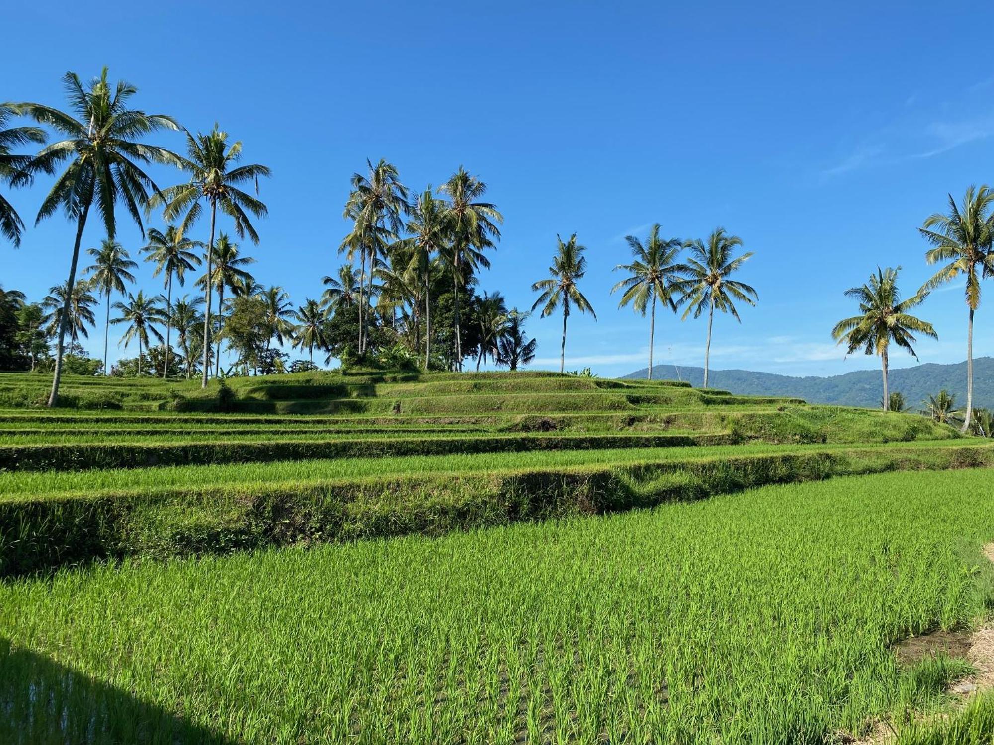 Mayong Bali Villa And Hostel Munduk  Exterior photo